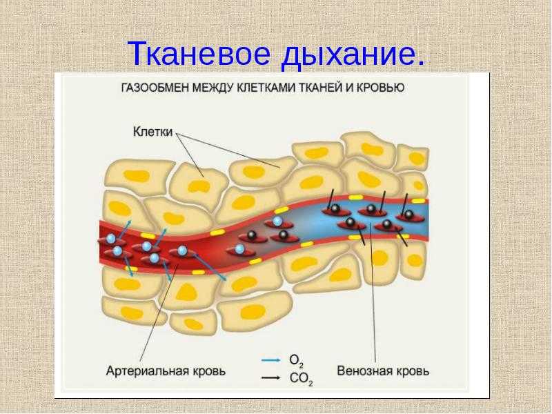 Газообмен в клетках тканей рисунок