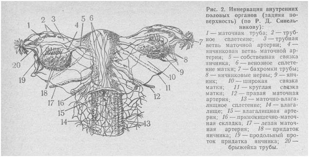 Женский половой орган схема