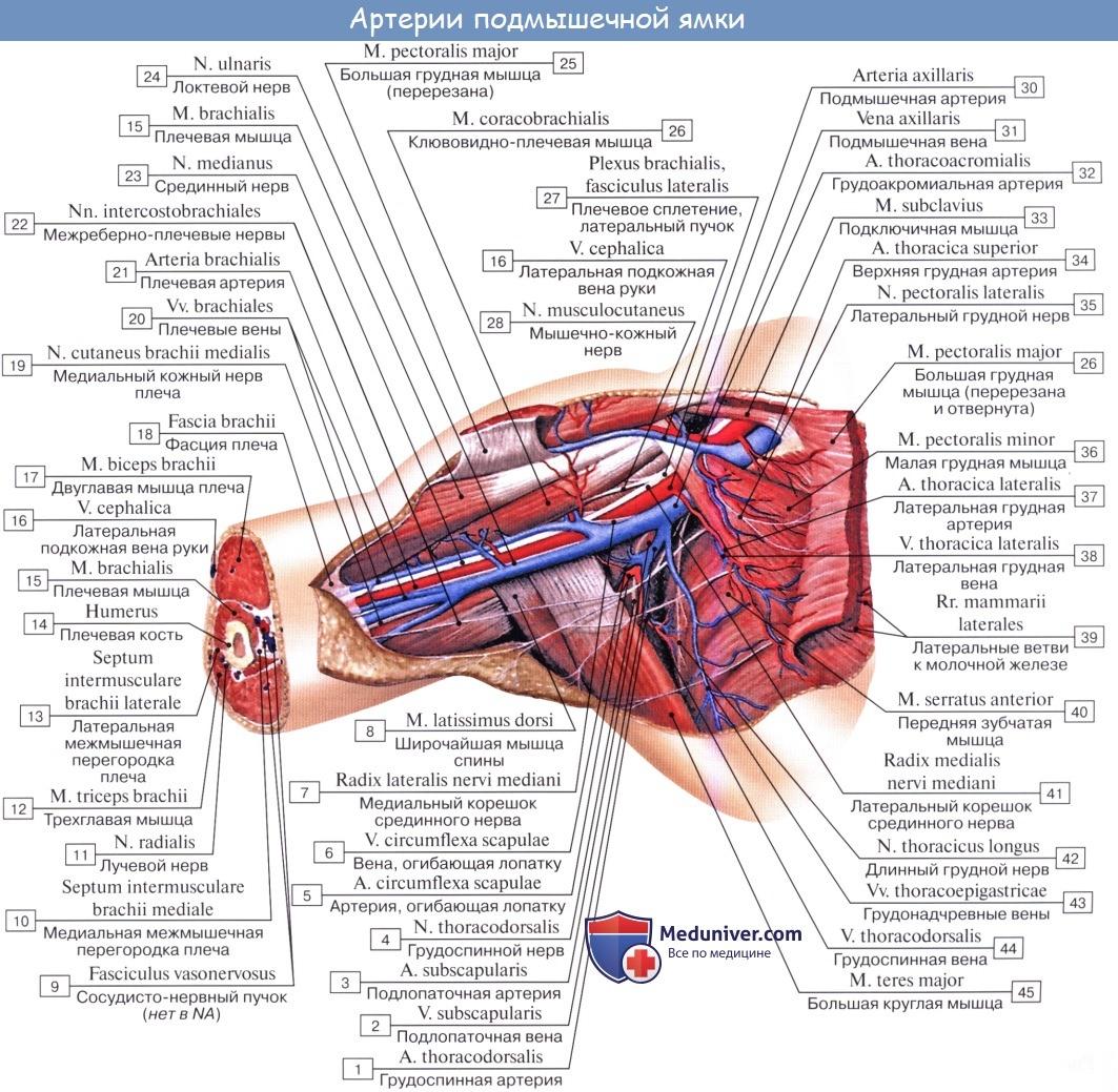 Подмышечная артерия анатомия схема