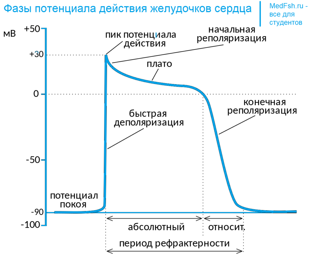 Фазы потенциала действия и возбудимости