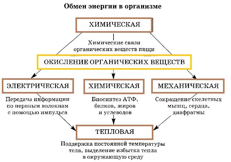 Схема баланса энергии в организме животного